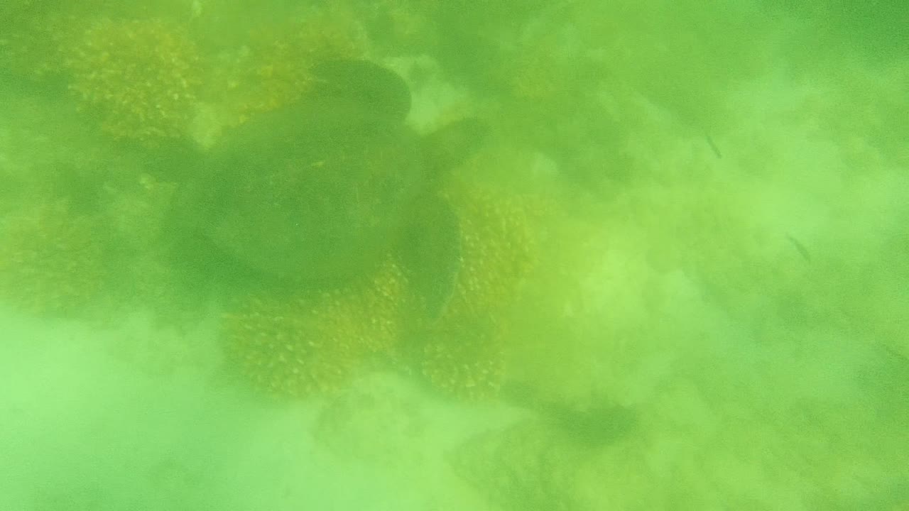 At 0:00, a dark sea turtle shape is partly visible in green underwater haze above yellow coral in Cabo Pulmo, Mexico, with no visible people.