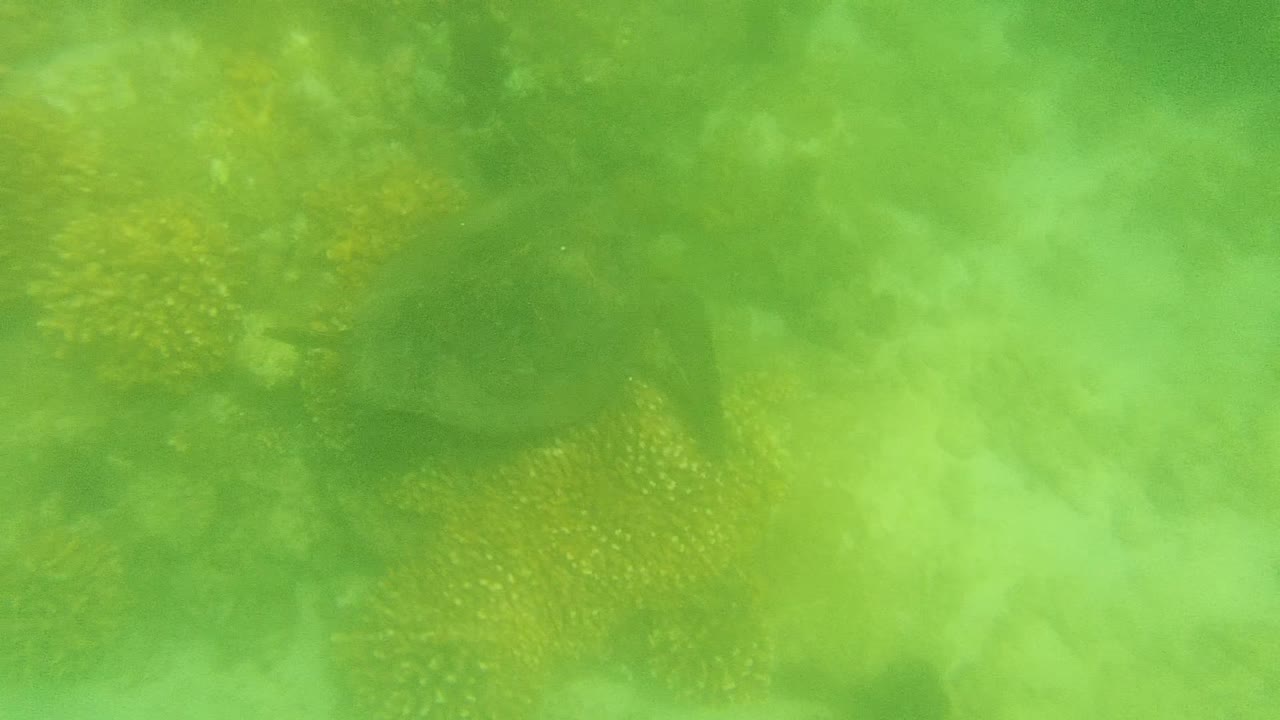 At 0:02, the turtle's dark body is more centered against yellow coral and green water in Cabo Pulmo, Mexico, with no visible people.