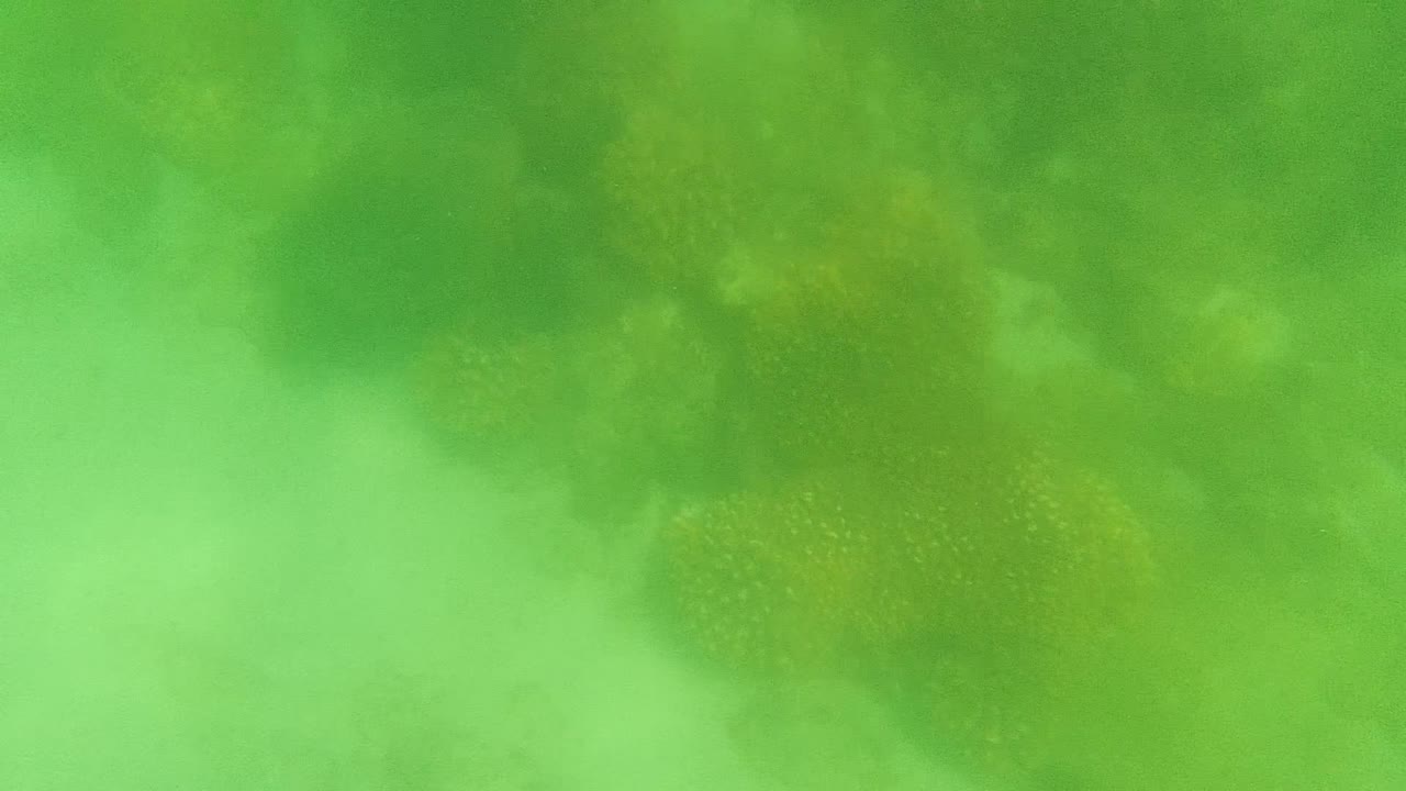 Green-tinted underwater frame from Cabo Pulmo showing soft yellow-brown coral forms under cloudy water, with no visible people.