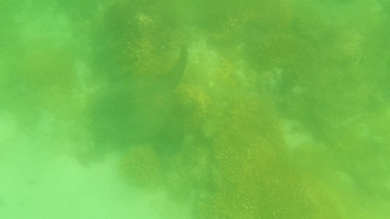 Underwater Cabo Pulmo frame with yellow-brown coral formations showing through a milky green water layer, with no visible people.