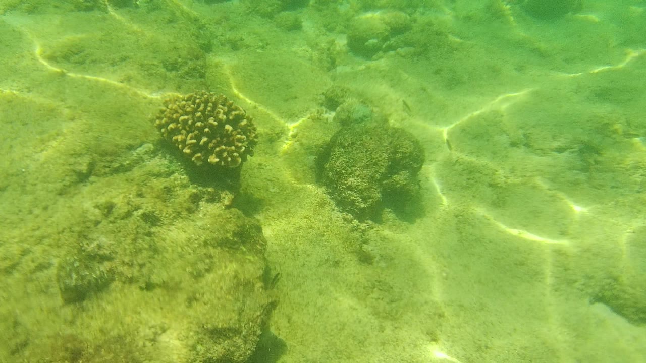 Shallow underwater view in Cabo Pulmo, Baja California Sur, with green water over rocks, sand, one small coral cluster at left, and no visible people.
