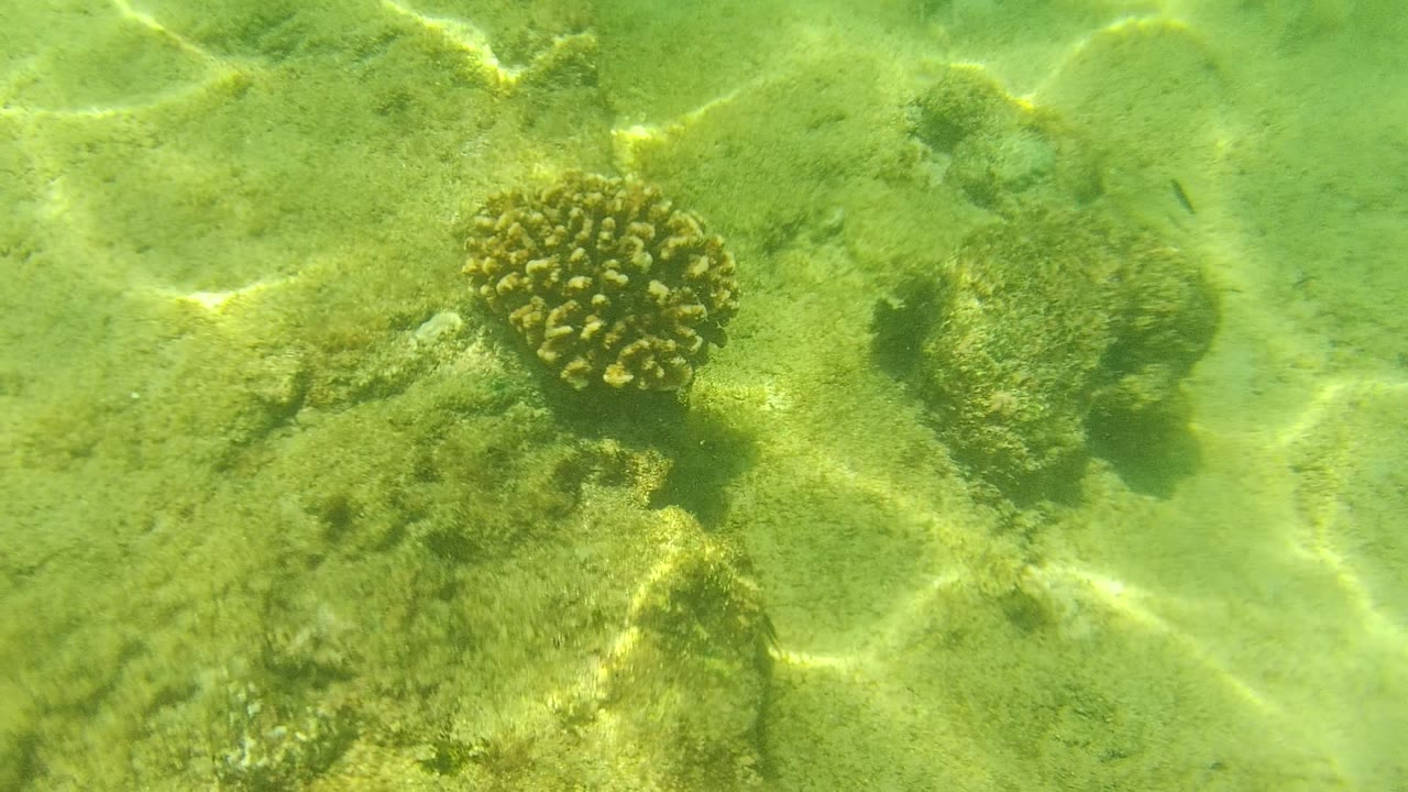 Underwater seabed in Cabo Pulmo, Baja California Sur, with a rounded coral head near center, scattered rocks, bright water-light lines, and no visible people.