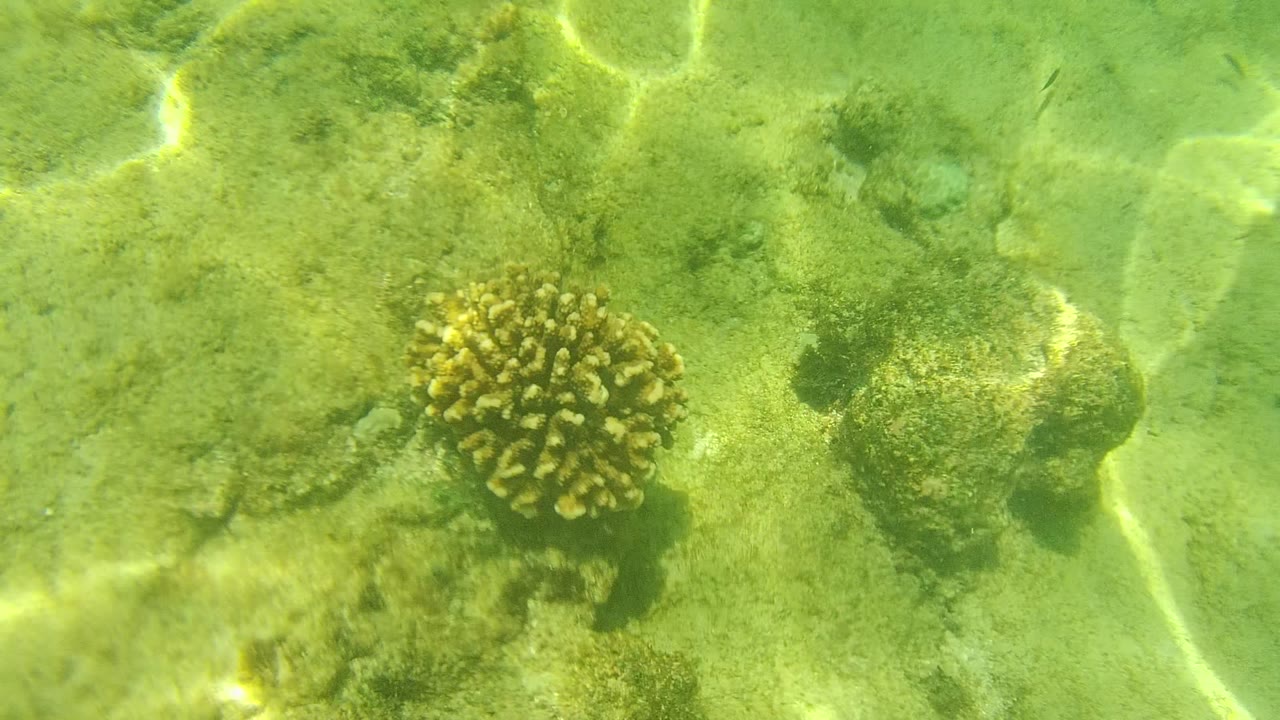 Cabo Pulmo underwater frame with a coral cluster on the right, rounded rocks across the seabed, green clear water, and no visible people.