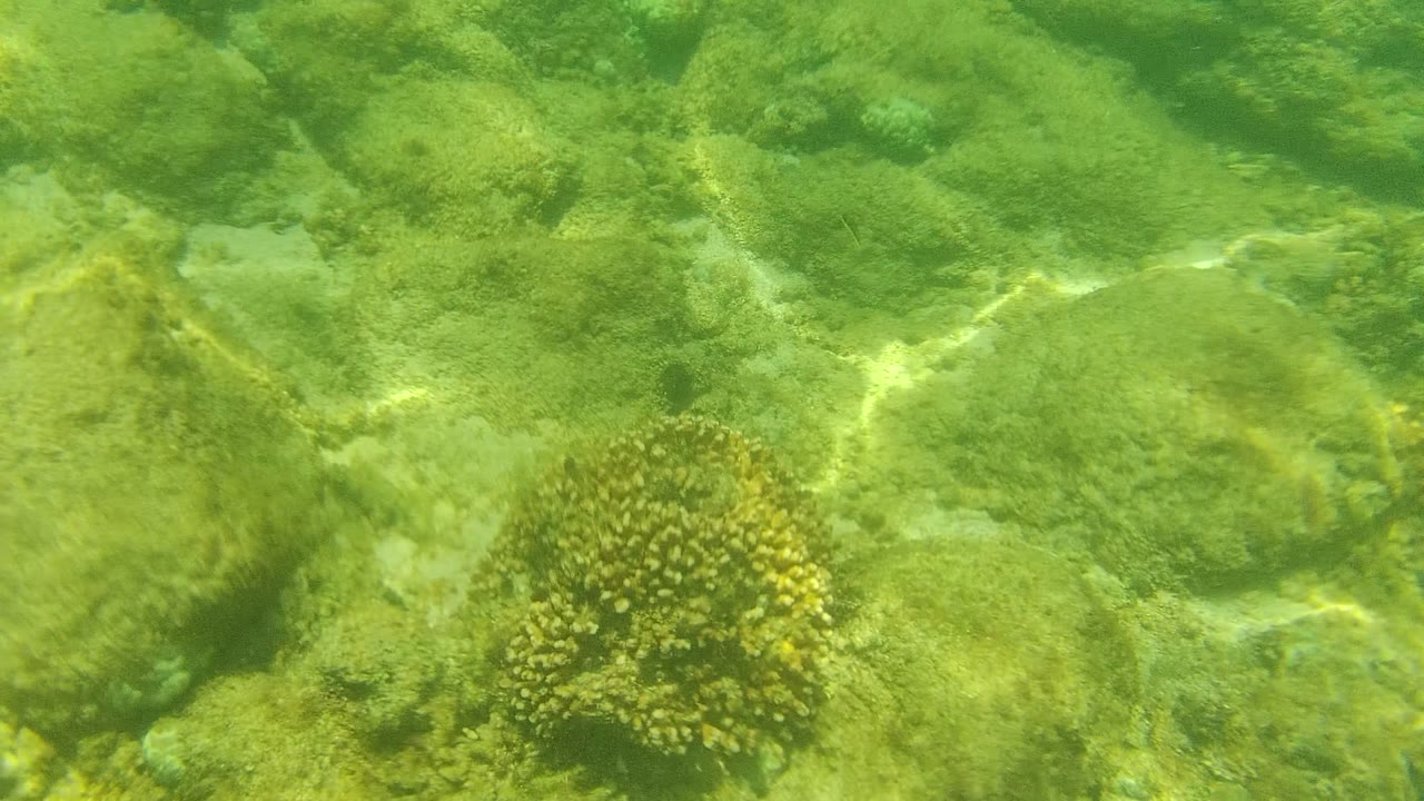Rocky underwater seabed with coral heads and bright light bands.