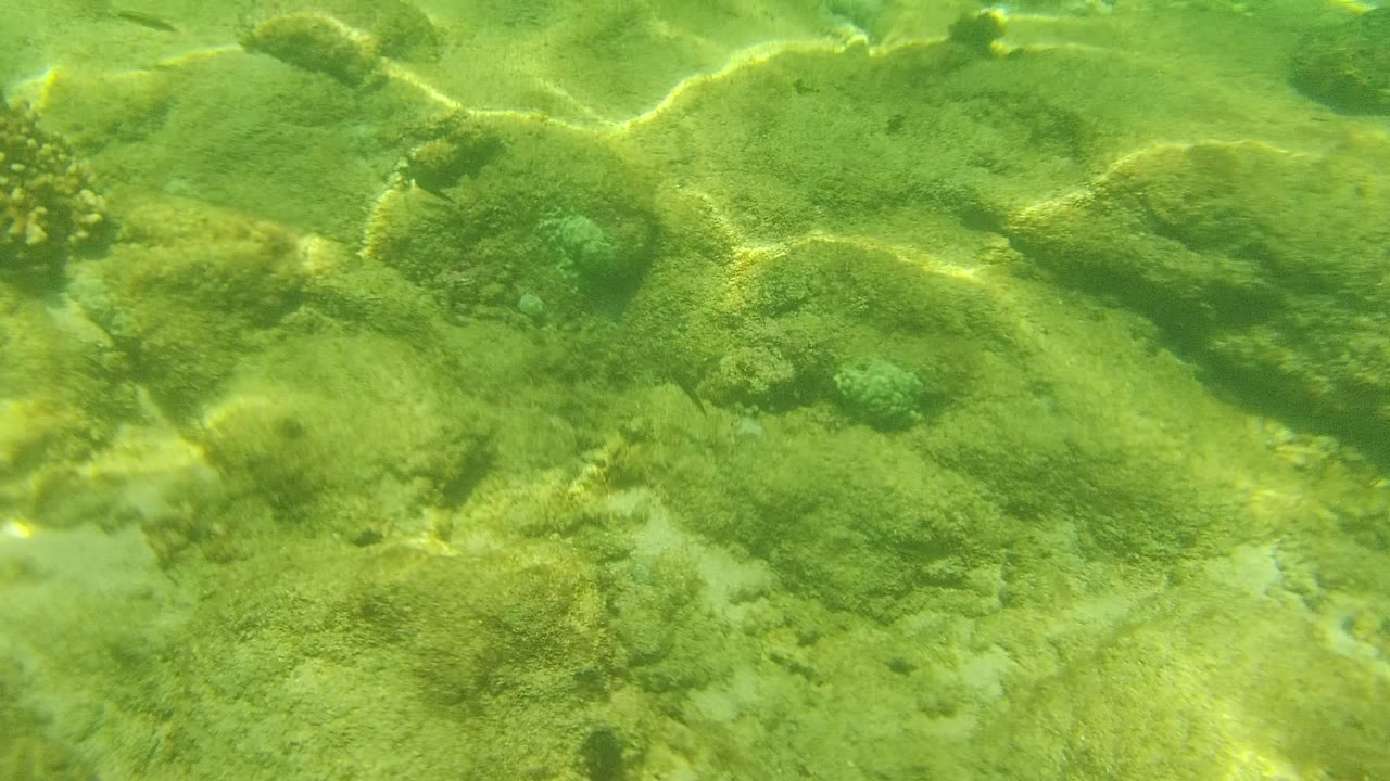 Underwater Cabo Pulmo frame with a prominent coral cluster near the center, algae-covered rocks, green water, and no visible people.