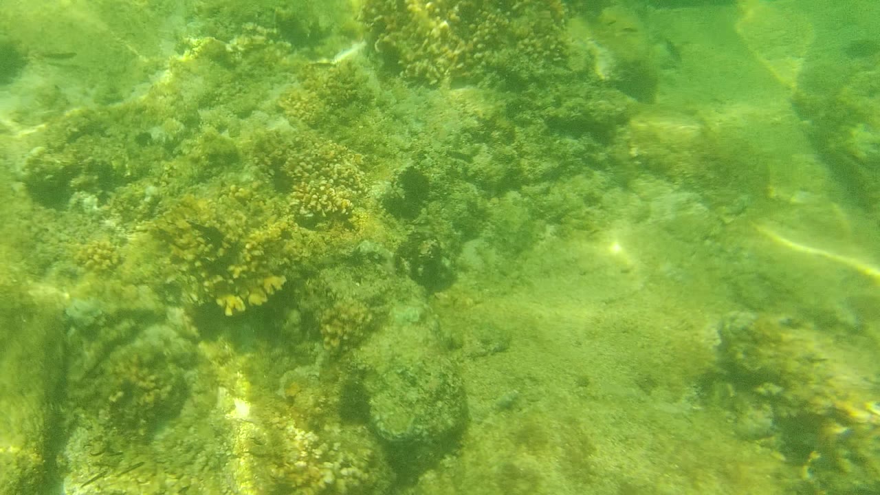 Coral clusters and light patterns on a shallow ocean floor