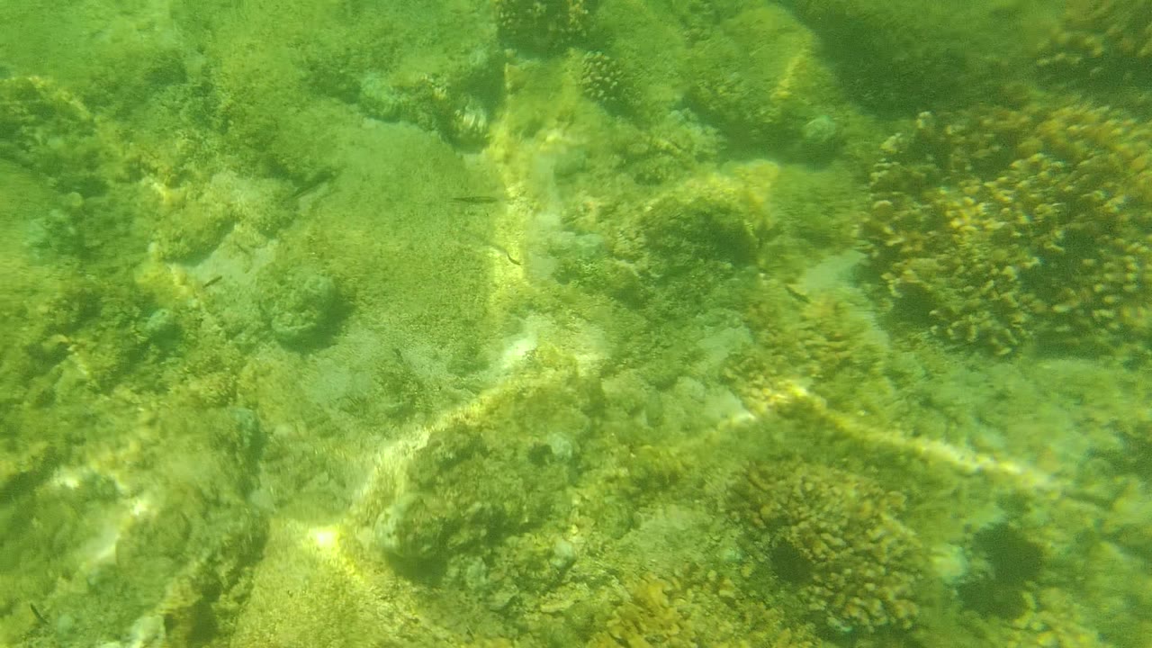 Rocky coral reef floor with uneven coral patches and green-tinted clear water in Cabo Pulmo, Mexico, with no visible people.