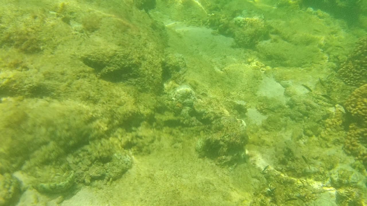 Rocky seabed with low coral growth and small fish in green water.