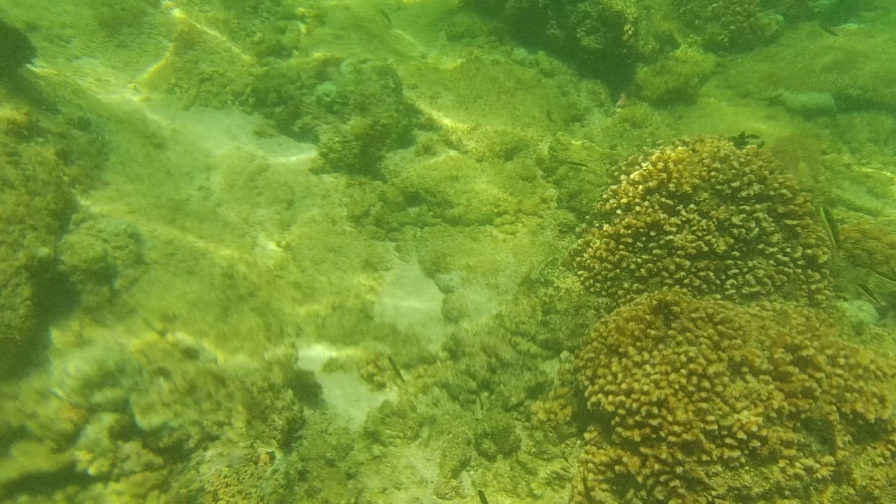 Mid-clip Cabo Pulmo underwater frame showing coral clusters, algae-covered rocks, sandy gaps, green cast, and no visible people.
