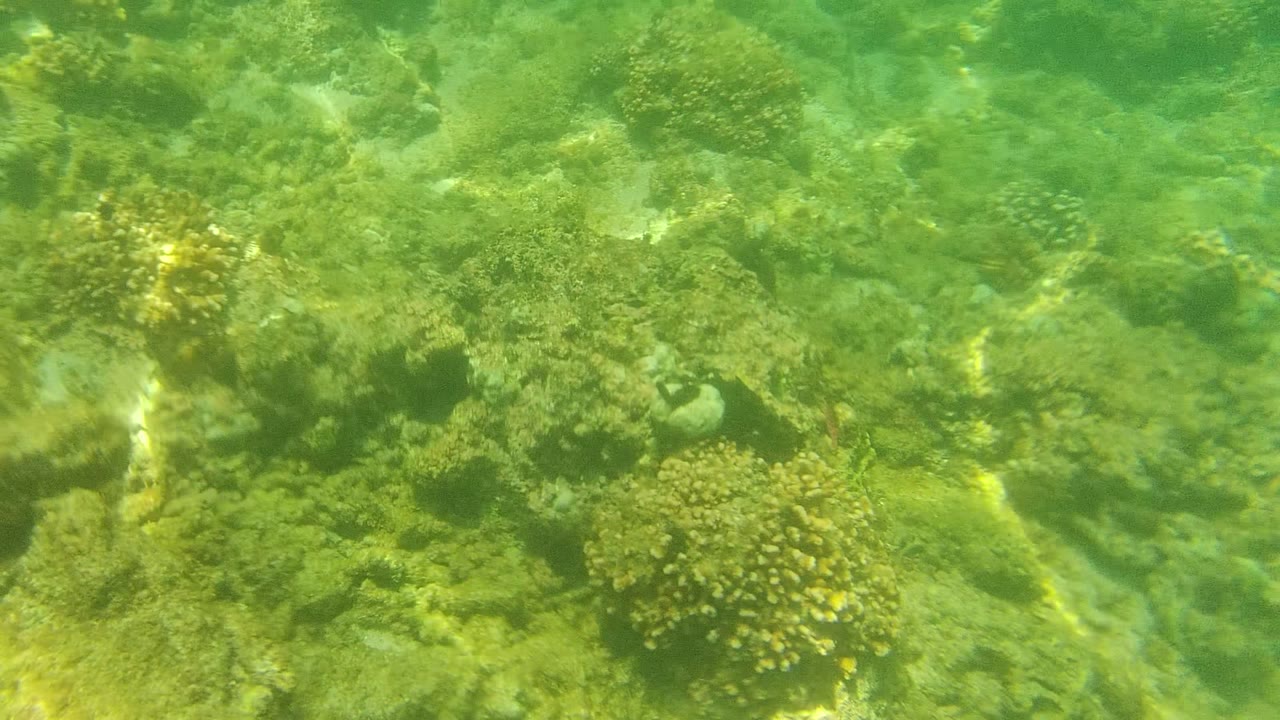 Mid-clip Cabo Pulmo underwater view of uneven reef rock, rounded coral heads, and bright light streaks on the seabed, with no visible people.