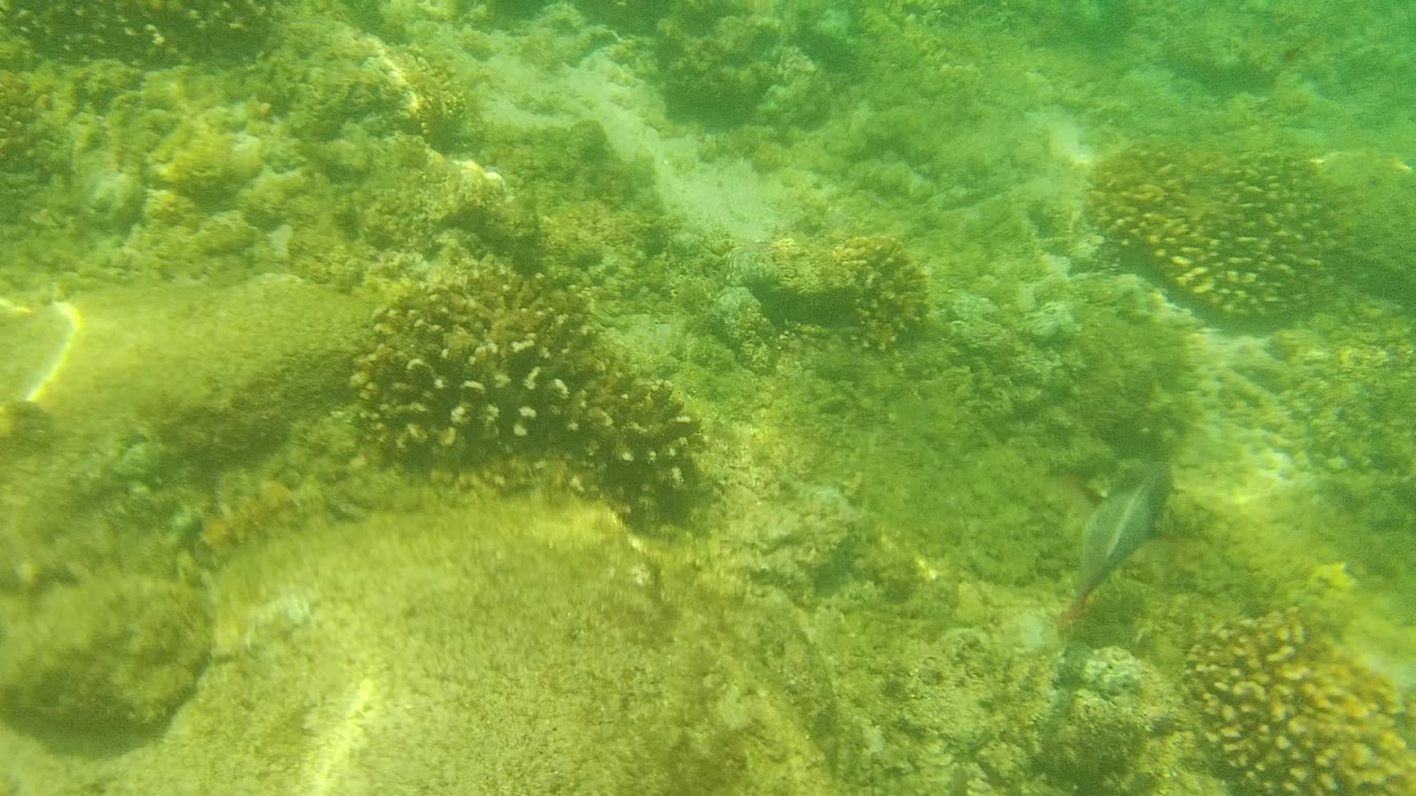 Underwater view in Cabo Pulmo, Baja California Sur, Mexico, showing coral heads across a sandy seabed under green water with no visible people.