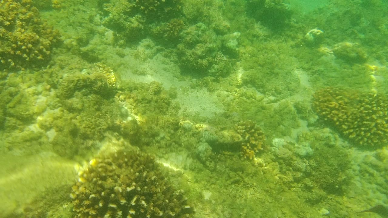 Small fish near coral and sand under rippled sunlight