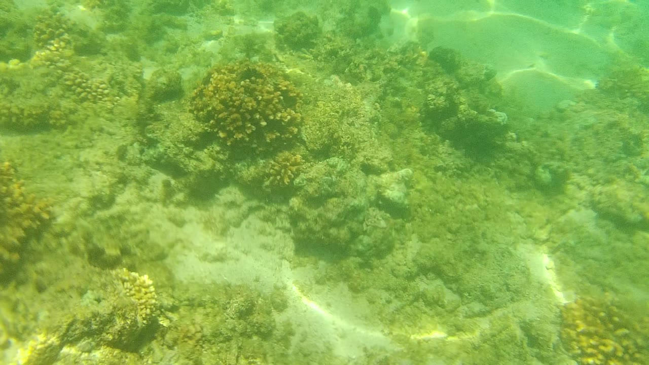 A rounded coral mound sits near the center of the frame with sand channels and reef patches around it in Cabo Pulmo, with no visible people.