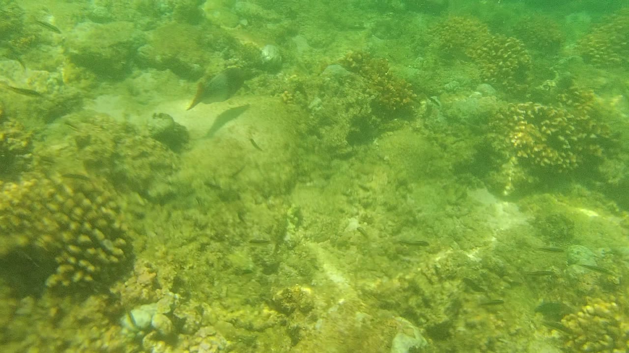 Shallow underwater coral reef in Cabo Pulmo, Baja California Sur, Mexico, with small fish over rocks and sand in green-tinted water, no visible people.