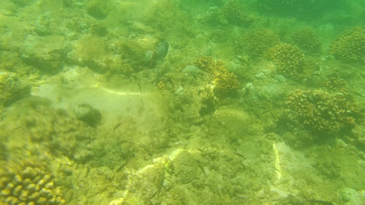 Coral heads, rocks, sand, and small fish across a shallow reef.