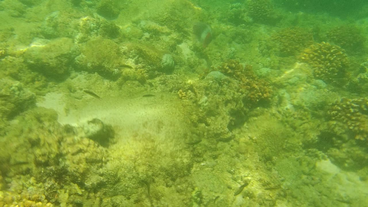 Green-tinted underwater view in Cabo Pulmo with coral clusters across the seabed and small dark fish suspended above rocks and sand, no visible people.