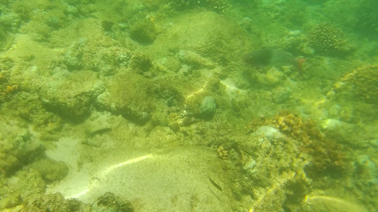 Reef floor with pale sand, coral, rocks, and fish under green water.