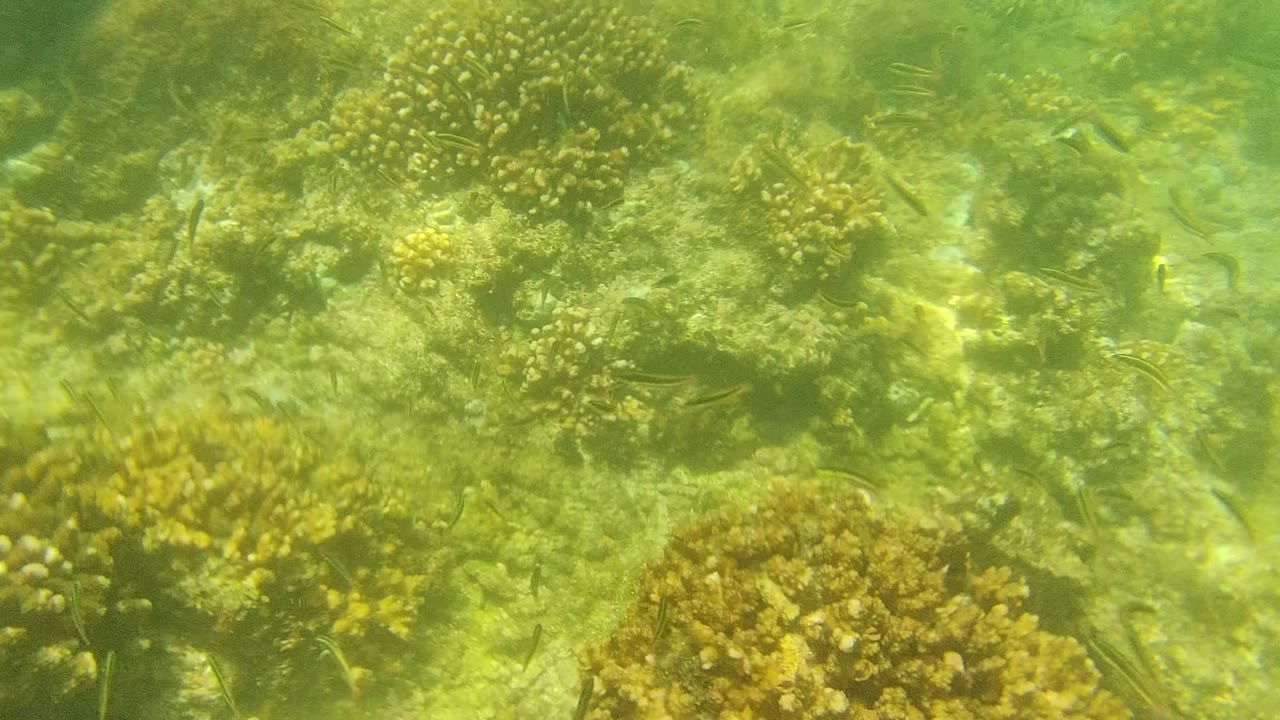 Cabo Pulmo underwater view of clustered coral heads and algae-covered rock in green shallow water, with small fish scattered across the frame and no visible people.