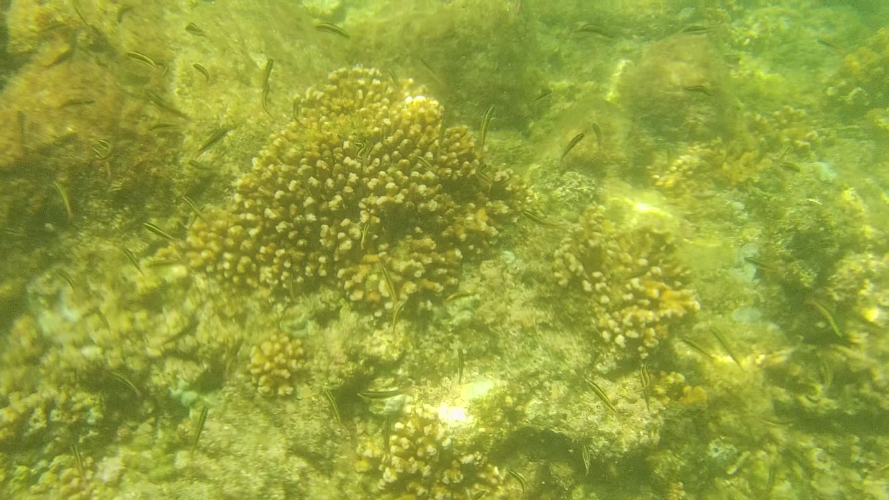 Coral clusters and rocky seabed in shallow water