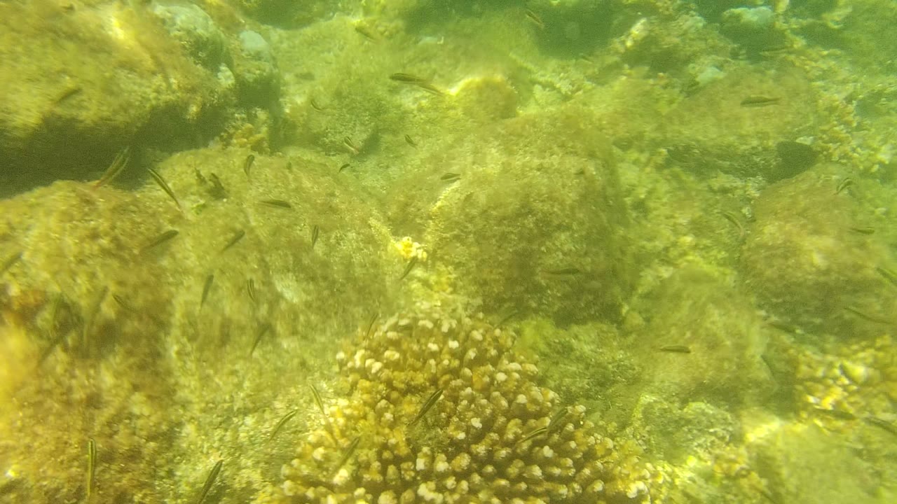 Cabo Pulmo underwater frame showing a central coral head, scattered fish, algae-coated reef rock, and bright sun patterns across the shallow seabed with no visible people.