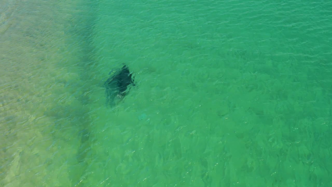 Sea turtle seen from above under clear turquoise water at Los Frailes, Baja California Sur, with pale sandy shallows at the left edge and no visible people.