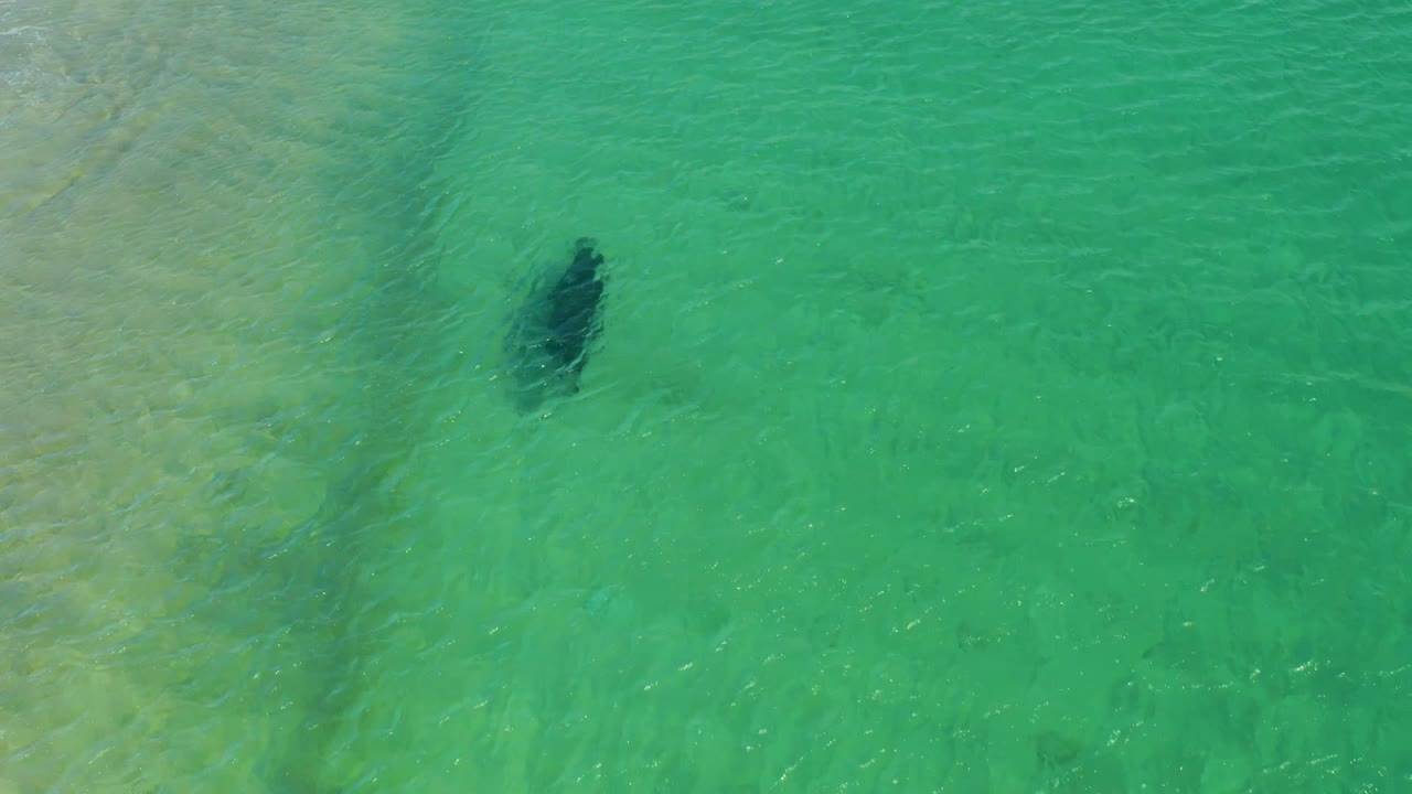 Sea turtle swimming under rippled turquoise water.