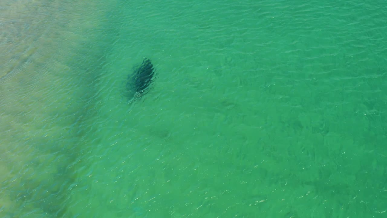 Sea turtle appears near the upper part of the overhead frame in clear green-turquoise water at Los Frailes, Baja California Sur, with sandy shallows to the left and no visible people.