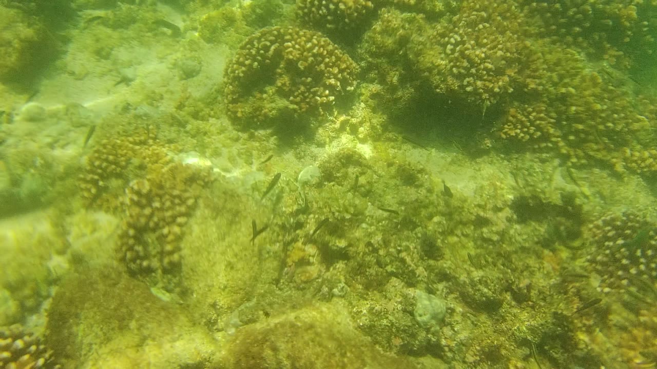 Wide underwater view of yellow-brown coral heads and small fish over the ocean floor in Cabo Pulmo, Mexico, with no visible people.
