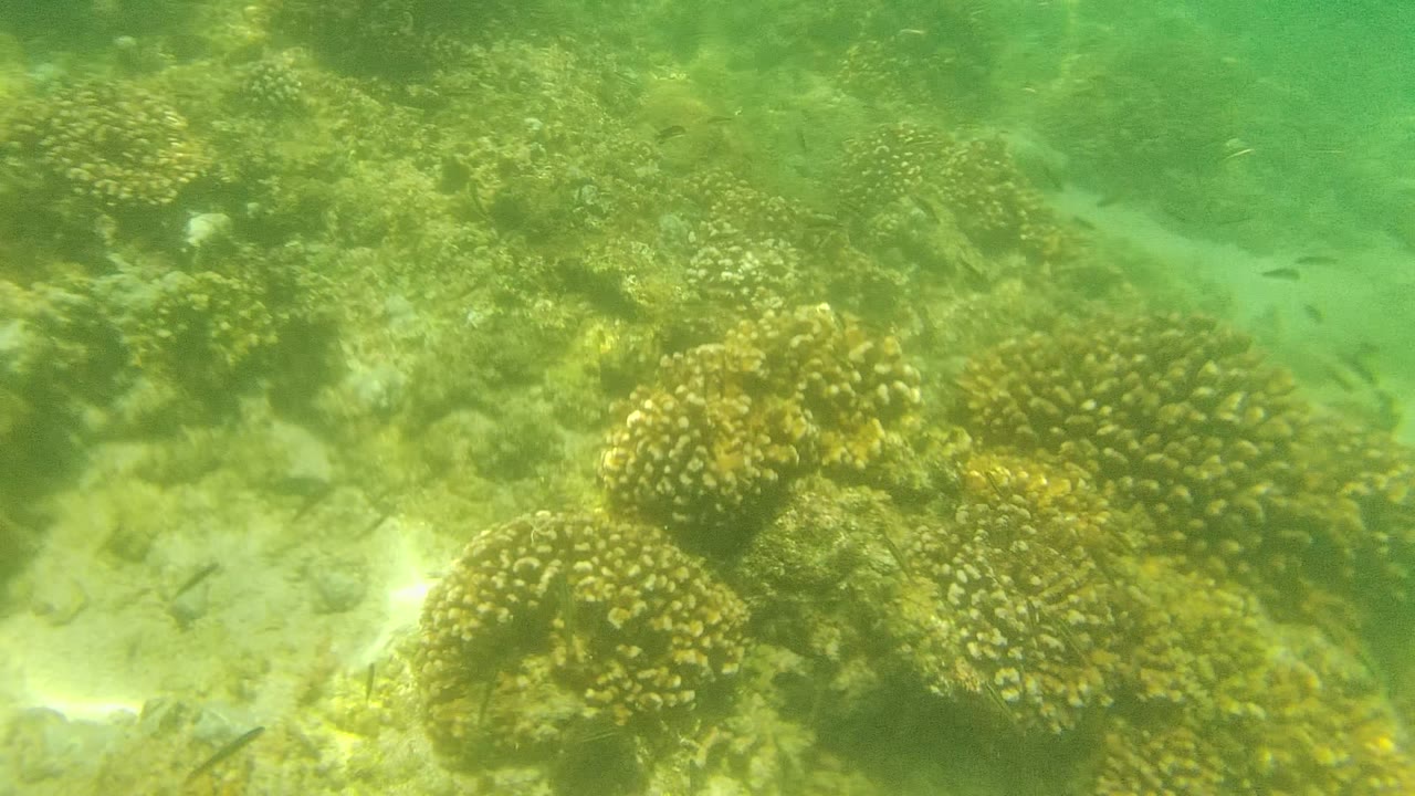 Coral clusters and small fish under green water.