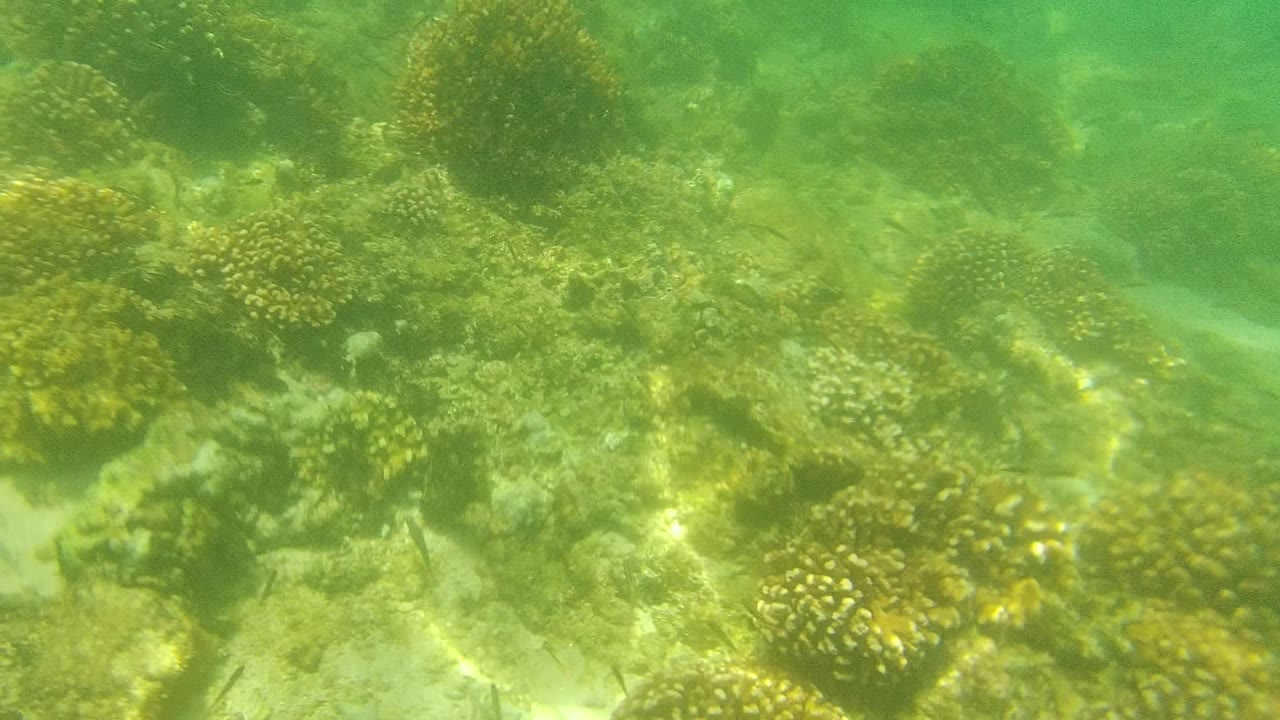 Cabo Pulmo underwater reef scene with scattered coral heads, sandy channels, green water, and small fish dispersed in the midground, with no visible people.