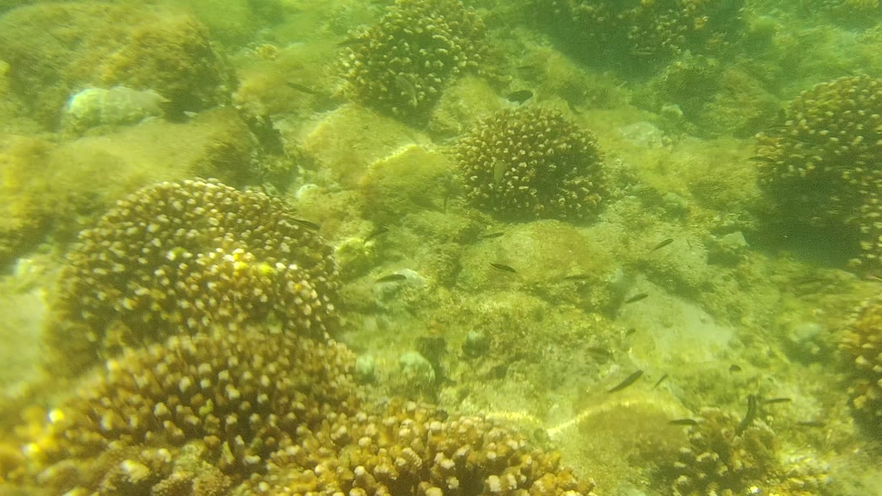 Underwater view in Cabo Pulmo, Baja California Sur, showing yellow-brown coral heads, sandy bottom, rocks, and small fish under green-tinted water with no visible people.