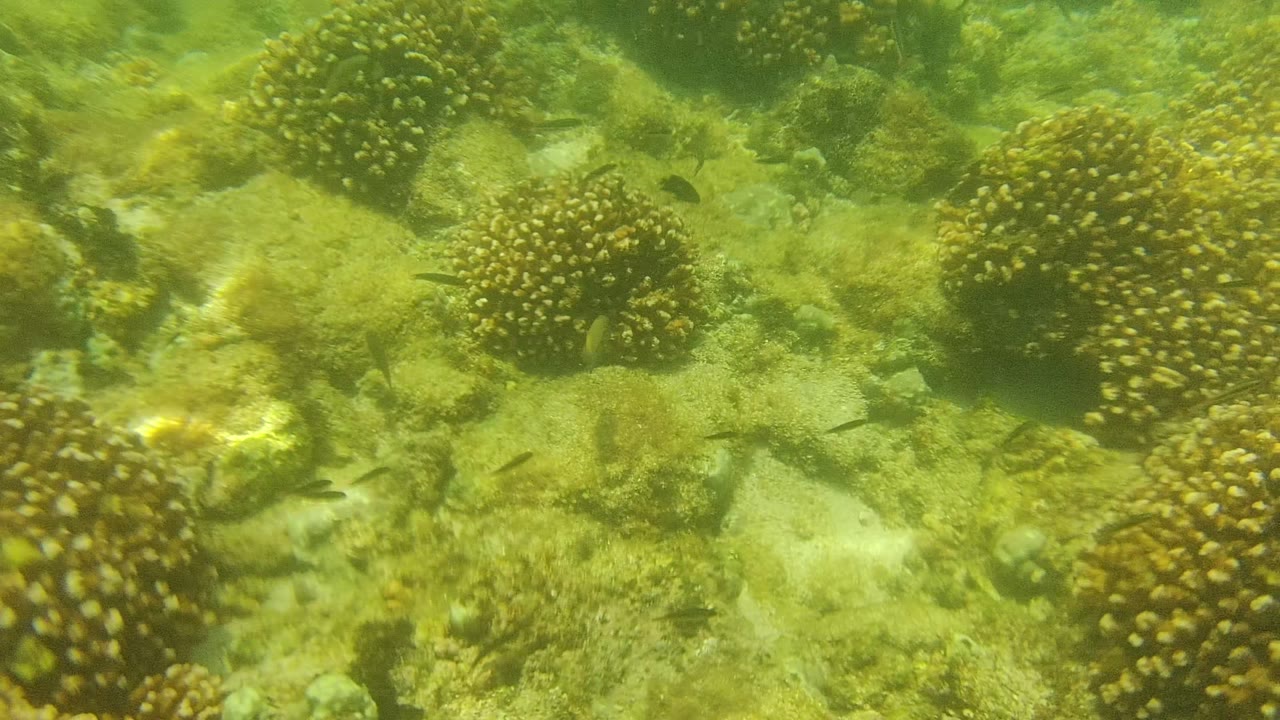 Coral clusters on a green underwater reef with fish between rocks