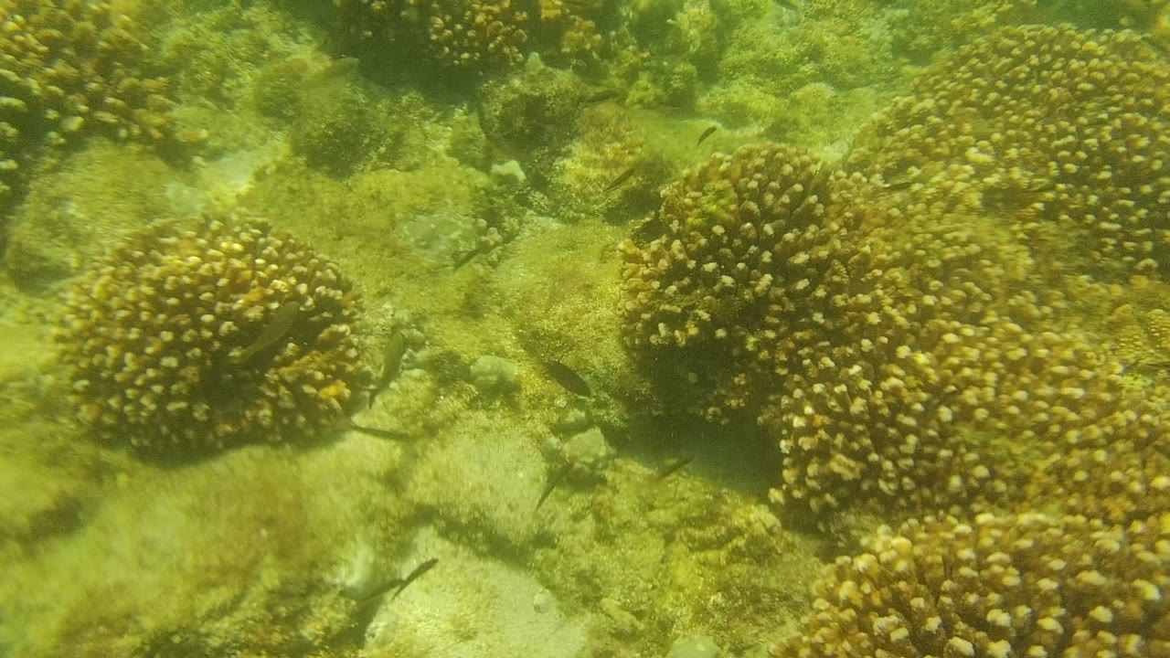 Underwater Cabo Pulmo frame with denser coral heads toward the right side, scattered rocks, pale sand, and small fish visible against the green water, with no visible people.