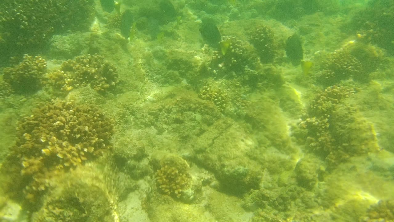 Opening underwater view of a Cabo Pulmo coral reef with scattered coral heads, algae-covered rocks, green-tinted water, rippled sunlight, small fish near the upper frame, and no visible people.