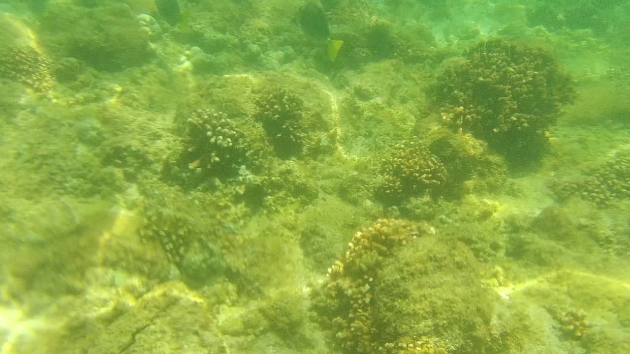 Coral heads and rocks on a green underwater reef