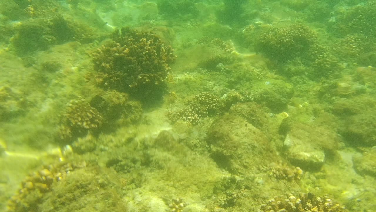 Mid-clip view over the Cabo Pulmo ocean floor, showing uneven rocks, low coral growth, sandy gaps, green water haze, faint small fish shapes, and no visible people.