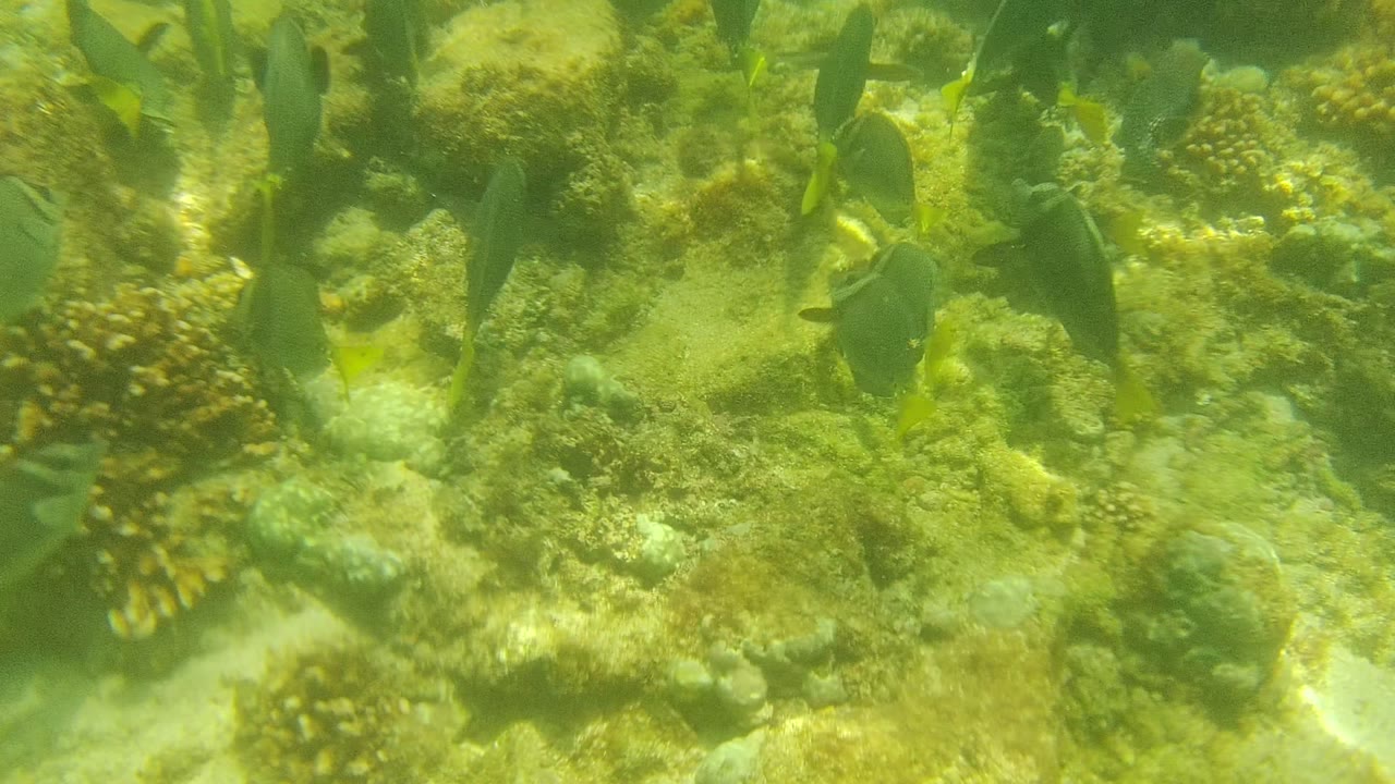 Small dark fish with yellow tails move across the upper part of a green-tinted coral reef scene in Cabo Pulmo, with pale rock and coral below and no visible people.