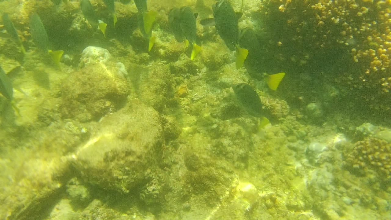 The reef floor fills the frame in Cabo Pulmo as scattered dark fish with yellow tails swim over coral patches, algae-covered rock, and filtered sunlight, with no visible people.