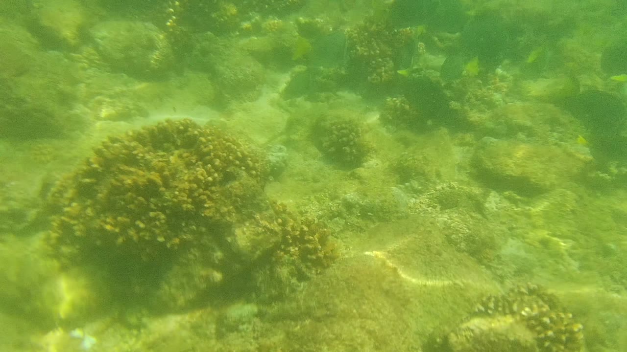 Green-tinted underwater view of a Cabo Pulmo coral reef with rocky seabed, scattered coral heads, sunlit sand patches, and no visible people.