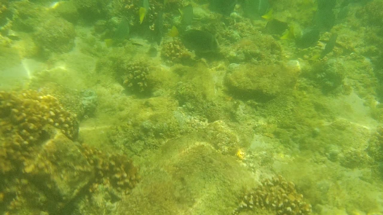 Coral and rocks underwater with a dark fish near the right side