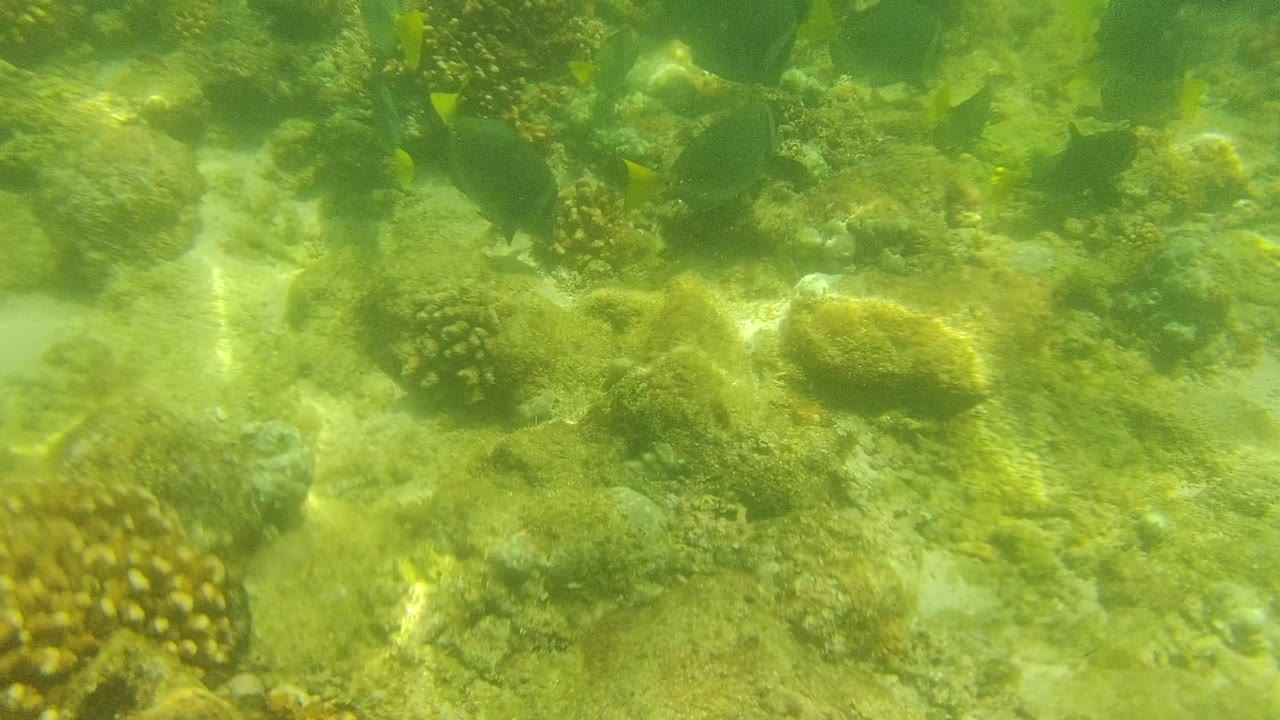 Underwater Cabo Pulmo reef scene with multiple dark fish silhouettes, yellow tail flashes, coral heads, rocks, and no visible people.