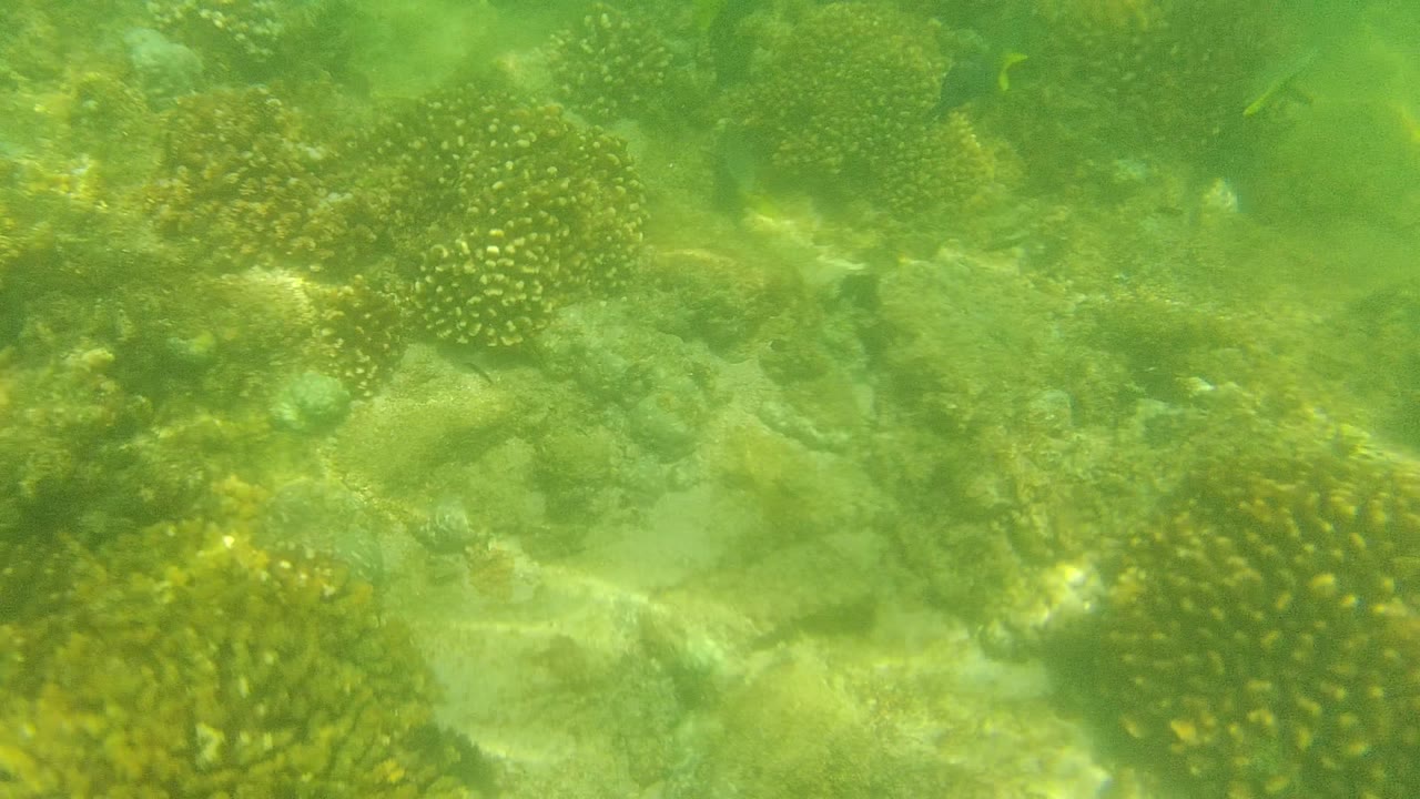 Green underwater view of a Cabo Pulmo reef with clustered coral heads across the sandy rock floor and no visible people.