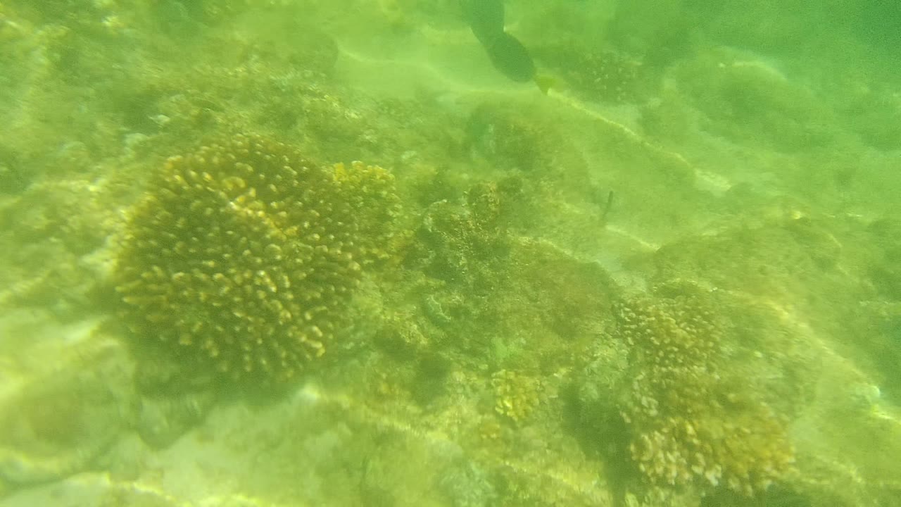Green underwater Cabo Pulmo reef scene with coral heads below and small dark fish visible near the upper water column, with no visible people.