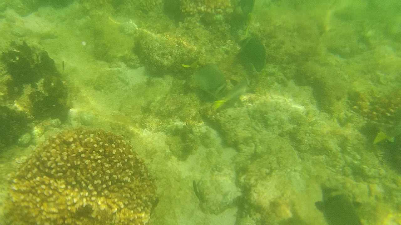 Opening underwater view of the Cabo Pulmo reef with green water, pale sandy bottom, rounded coral heads, and small dark fish, with no visible people.