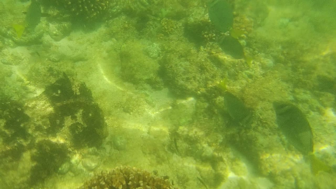 Underwater coral reef floor with dark fish near the center.