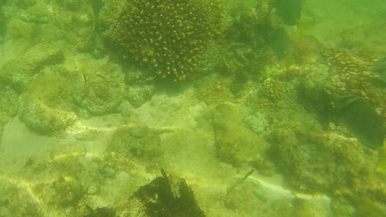 Mid-clip underwater frame from Cabo Pulmo with rounded coral heads at the edges, a shallow sandy floor, and small fish against green water, with no visible people.