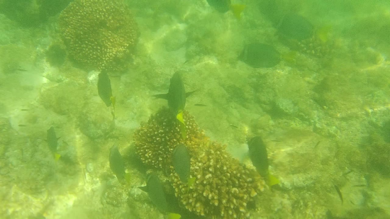 Small dark fish move over rounded coral heads and sandy rock bottom in Cabo Pulmo, Baja California Sur, with green-tinted water and no visible people.