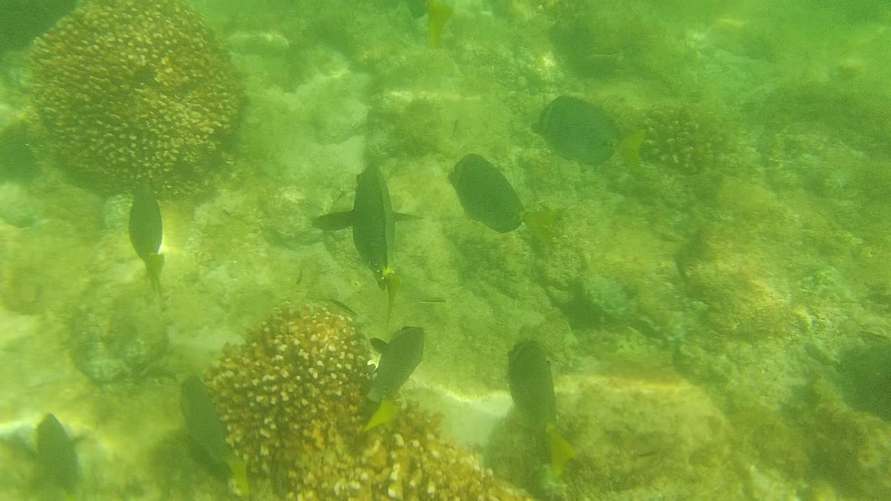 Fish pass between coral formations over a shallow reef floor.