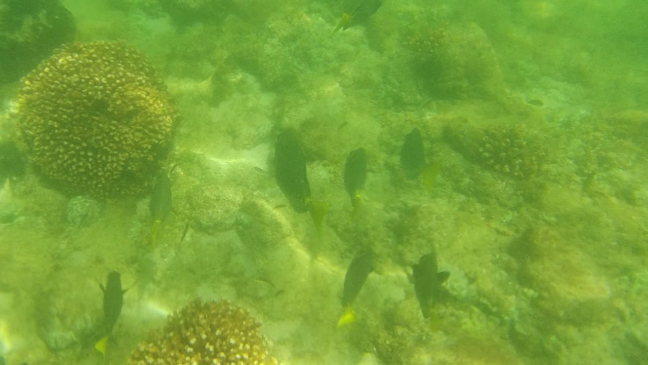 Rounded coral heads sit across a sandy, rocky bottom while small fish swim nearby in green water at Cabo Pulmo, with no visible people.