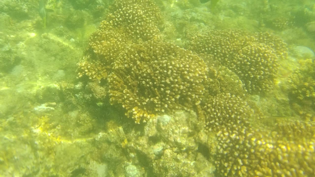 Cabo Pulmo underwater reef view with yellow-brown coral heads spread across a rocky seabed in green-tinted water, no visible people.